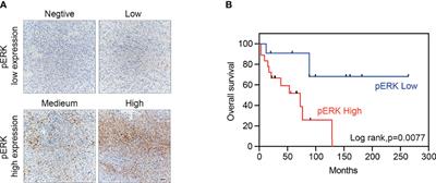 Preclinical Assessment of MEK Inhibitors for Malignant Peripheral Nerve Sheath Tumors Reveals Differences in Efficacy and Adaptive Response